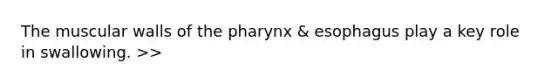 The muscular walls of the pharynx & esophagus play a key role in swallowing. >>