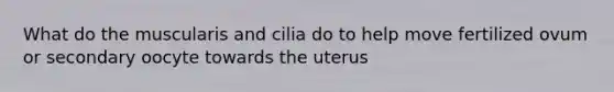 What do the muscularis and cilia do to help move fertilized ovum or secondary oocyte towards the uterus