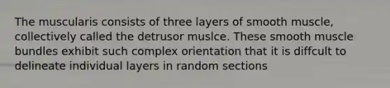 The muscularis consists of three layers of smooth muscle, collectively called the detrusor muslce. These smooth muscle bundles exhibit such complex orientation that it is diffcult to delineate individual layers in random sections