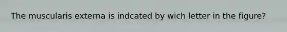 The muscularis externa is indcated by wich letter in the figure?