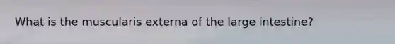 What is the muscularis externa of the large intestine?