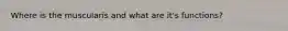 Where is the muscularis and what are it's functions?