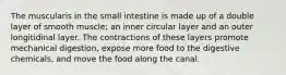 The muscularis in the small intestine is made up of a double layer of smooth muscle; an inner circular layer and an outer longitidinal layer. The contractions of these layers promote mechanical digestion, expose more food to the digestive chemicals, and move the food along the canal.