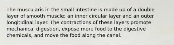 The muscularis in <a href='https://www.questionai.com/knowledge/kt623fh5xn-the-small-intestine' class='anchor-knowledge'>the small intestine</a> is made up of a double layer of smooth muscle; an inner circular layer and an outer longitidinal layer. The contractions of these layers promote mechanical digestion, expose more food to the digestive chemicals, and move the food along the canal.