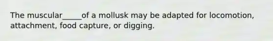 The muscular_____of a mollusk may be adapted for locomotion, attachment, food capture, or digging.