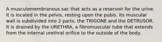 A musculomembranous sac that acts as a reservoir for the urine. It is located in the pelvis, resting upon the pubis. Its muscular wall is subdivided into 2 parts, the TRIGONE and the DETRUSOR. It is drained by the URETHRA, a fibromuscular tube that extends from the internal urethral orifice to the outside of the body.