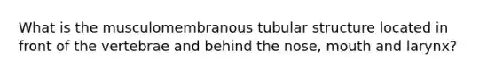 What is the musculomembranous tubular structure located in front of the vertebrae and behind the nose, mouth and larynx?