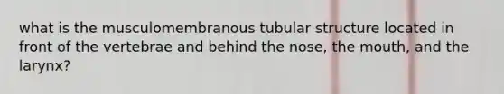 what is the musculomembranous tubular structure located in front of the vertebrae and behind the nose, the mouth, and the larynx?