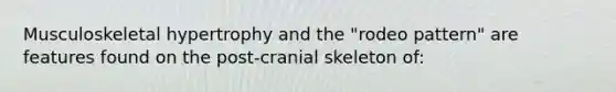 Musculoskeletal hypertrophy and the "rodeo pattern" are features found on the post-cranial skeleton of: