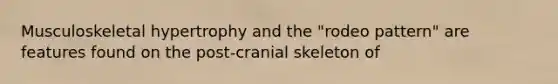 Musculoskeletal hypertrophy and the "rodeo pattern" are features found on the post-cranial skeleton of