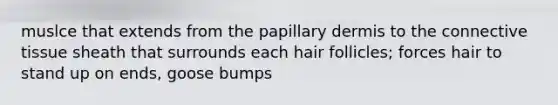 muslce that extends from the papillary dermis to the connective tissue sheath that surrounds each hair follicles; forces hair to stand up on ends, goose bumps