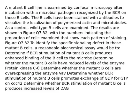 A mutant B cell line is examined by confocal microscopy after incubation with a microbial pathogen recognized by the BCR on these B cells. The B cells have been stained with antibodies to visualize the localization of polymerized actin and microtubules. As a control, wild-type B cells are examined. The results are shown in Figure Q7.32, with the numbers indicating the proportion of cells examined that show each pattern of staining. Figure Q7.32 To identify the specific signaling defect in these mutant B cells, a reasonable biochemical assay would be to: Determine if BCR stimulation of mutant B cells produces enhanced binding of the B cell to the microbe Determine whether the mutant B cells have reduced levels of the enzyme Protein kinase C-θ Determine whether the mutant B cells are overexpressing the enzyme Vav Determine whether BCR stimulation of mutant B cells promotes exchange of GDP for GTP on cdc42 Determine whether BCR stimulation of mutant B cells produces increased levels of DAG