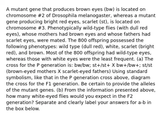 A mutant gene that produces brown eyes (bw) is located on chromosome #2 of Drosophila melanogaster, whereas a mutant gene producing bright red eyes, scarlet (st), is located on chromosome #3. Phenotypically wild-type flies (with dull red eyes), whose mothers had brown eyes and whose fathers had scarlet eyes, were mated. The 800 offspring possessed the following phenotypes: wild type (dull red), white, scarlet (bright red), and brown. Most of the 800 offspring had wild-type eyes, whereas those with white eyes were the least frequent. (a) The cross for the P generation is: bw/bw; st+/st+ X bw+/bw+; st/st (brown-eyed mothers X scarlet-eyed fathers) Using standard symbolism, like that in the P generation cross above, diagram the cross for the F1 generation. Be certain to provide the alleles of the mutant genes. (b) From the information presented above, how many white-eyed flies would you expect in the F2 generation? Separate and clearly label your answers for a-b in the box below.