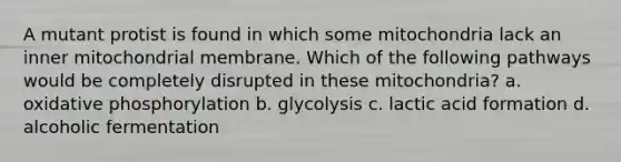 A mutant protist is found in which some mitochondria lack an inner mitochondrial membrane. Which of the following pathways would be completely disrupted in these mitochondria? a. <a href='https://www.questionai.com/knowledge/kFazUb9IwO-oxidative-phosphorylation' class='anchor-knowledge'>oxidative phosphorylation</a> b. glycolysis c. lactic acid formation d. alcoholic fermentation