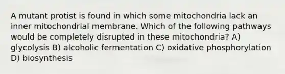 A mutant protist is found in which some mitochondria lack an inner mitochondrial membrane. Which of the following pathways would be completely disrupted in these mitochondria? A) glycolysis B) alcoholic fermentation C) <a href='https://www.questionai.com/knowledge/kFazUb9IwO-oxidative-phosphorylation' class='anchor-knowledge'>oxidative phosphorylation</a> D) biosynthesis