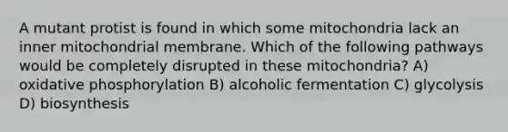 A mutant protist is found in which some mitochondria lack an inner mitochondrial membrane. Which of the following pathways would be completely disrupted in these mitochondria? A) <a href='https://www.questionai.com/knowledge/kFazUb9IwO-oxidative-phosphorylation' class='anchor-knowledge'>oxidative phosphorylation</a> B) alcoholic fermentation C) glycolysis D) biosynthesis