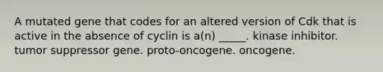 A mutated gene that codes for an altered version of Cdk that is active in the absence of cyclin is a(n) _____. kinase inhibitor. tumor suppressor gene. proto-oncogene. oncogene.