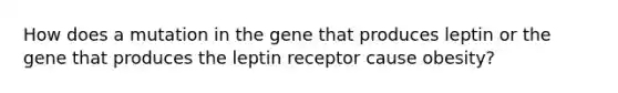 How does a mutation in the gene that produces leptin or the gene that produces the leptin receptor cause obesity?