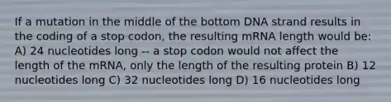 If a mutation in the middle of the bottom DNA strand results in the coding of a stop codon, the resulting mRNA length would be: A) 24 nucleotides long -- a stop codon would not affect the length of the mRNA, only the length of the resulting protein B) 12 nucleotides long C) 32 nucleotides long D) 16 nucleotides long