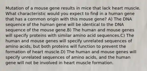 Mutation of a mouse gene results in mice that lack heart muscle. What characteristic would you expect to find in a human gene that has a common origin with this mouse gene? A) The DNA sequence of the human gene will be identical to the DNA sequence of the mouse gene.B) The human and mouse genes will specify proteins with similar amino acid sequences.C) The human and mouse genes will specify unrelated sequences of amino acids, but both proteins will function to prevent the formation of heart muscle.D) The human and mouse genes will specify unrelated sequences of amino acids, and the human gene will not be involved in heart muscle formation.