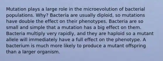 Mutation plays a large role in the microevolution of bacterial populations. Why? Bacteria are usually diploid, so mutations have double the effect on their phenotypes. Bacteria are so small and simple that a mutation has a big effect on them. Bacteria multiply very rapidly, and they are haploid so a mutant allele will immediately have a full effect on the phenotype. A bacterium is much more likely to produce a mutant offspring than a larger organism.