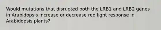 Would mutations that disrupted both the LRB1 and LRB2 genes in Arabidopsis increase or decrease red light response in Arabidopsis plants?