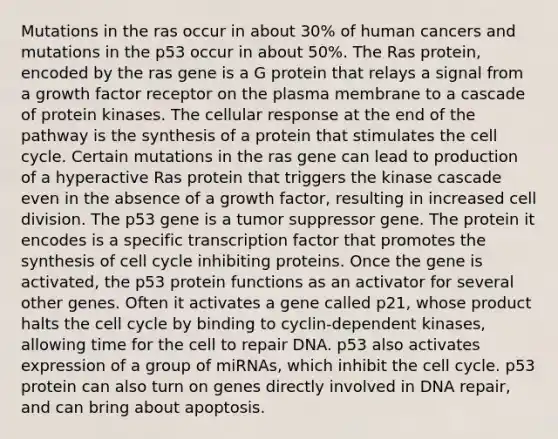 Mutations in the ras occur in about 30% of human cancers and mutations in the p53 occur in about 50%. The Ras protein, encoded by the ras gene is a G protein that relays a signal from a growth factor receptor on the plasma membrane to a cascade of protein kinases. The cellular response at the end of the pathway is the synthesis of a protein that stimulates the <a href='https://www.questionai.com/knowledge/keQNMM7c75-cell-cycle' class='anchor-knowledge'>cell cycle</a>. Certain mutations in the ras gene can lead to production of a hyperactive Ras protein that triggers the kinase cascade even in the absence of a growth factor, resulting in increased <a href='https://www.questionai.com/knowledge/kjHVAH8Me4-cell-division' class='anchor-knowledge'>cell division</a>. The p53 gene is a tumor suppressor gene. The protein it encodes is a specific transcription factor that promotes the synthesis of cell cycle inhibiting proteins. Once the gene is activated, the p53 protein functions as an activator for several other genes. Often it activates a gene called p21, whose product halts the cell cycle by binding to cyclin-dependent kinases, allowing time for the cell to repair DNA. p53 also activates expression of a group of miRNAs, which inhibit the cell cycle. p53 protein can also turn on genes directly involved in <a href='https://www.questionai.com/knowledge/kdWJhII4NB-dna-repair' class='anchor-knowledge'>dna repair</a>, and can bring about apoptosis.