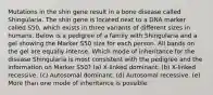 Mutations in the shin gene result in a bone disease called Shingularia. The shin gene is located next to a DNA marker called S50, which exists in three variants of different sizes in humans. Below is a pedigree of a family with Shingularia and a gel showing the Marker S50 size for each person. All bands on the gel are equally intense. Which mode of inheritance for the disease Shingularia is most consistent with the pedigree and the information on Marker S50? (a) X-linked dominant. (b) X-linked recessive. (c) Autosomal dominant. (d) Autosomal recessive. (e) More than one mode of inheritance is possible.