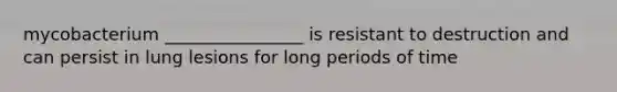 mycobacterium ________________ is resistant to destruction and can persist in lung lesions for long periods of time