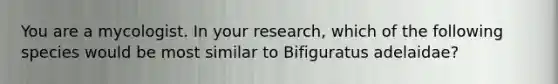 You are a mycologist. In your research, which of the following species would be most similar to Bifiguratus adelaidae?