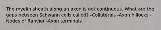 The myelin sheath along an axon is not continuous. What are the gaps between Schwann cells called? -Collaterals -Axon hillocks -Nodes of Ranvier -Axon terminals