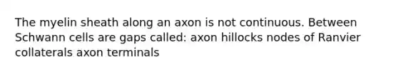 The myelin sheath along an axon is not continuous. Between Schwann cells are gaps called: axon hillocks nodes of Ranvier collaterals axon terminals