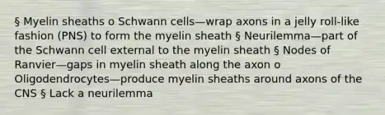 § Myelin sheaths o Schwann cells—wrap axons in a jelly roll-like fashion (PNS) to form the myelin sheath § Neurilemma—part of the Schwann cell external to the myelin sheath § Nodes of Ranvier—gaps in myelin sheath along the axon o Oligodendrocytes—produce myelin sheaths around axons of the CNS § Lack a neurilemma