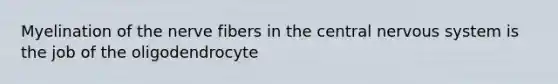 Myelination of the nerve fibers in the central <a href='https://www.questionai.com/knowledge/kThdVqrsqy-nervous-system' class='anchor-knowledge'>nervous system</a> is the job of the oligodendrocyte