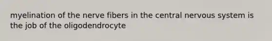 myelination of the nerve fibers in the central <a href='https://www.questionai.com/knowledge/kThdVqrsqy-nervous-system' class='anchor-knowledge'>nervous system</a> is the job of the oligodendrocyte