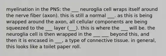 myelination in the PNS: the ___ neuroglia cell wraps itself around the nerve fiber (axon). this is still a normal ___. as this is being wrapped around the axon, all cellular components are being squeezed to the ___ layer (___). this is where the ___ will be. the neuroglia cell is then wrapped in the ___ ___ beyond this, and then it is encased in ___, a type of connective tissue. in general, this looks like a toilet paper roll.