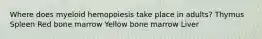 Where does myeloid hemopoiesis take place in adults? Thymus Spleen Red bone marrow Yellow bone marrow Liver