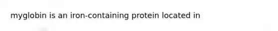 myglobin is an iron-containing protein located in