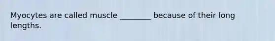 Myocytes are called muscle ________ because of their long lengths.