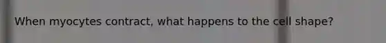 When myocytes contract, what happens to the cell shape?