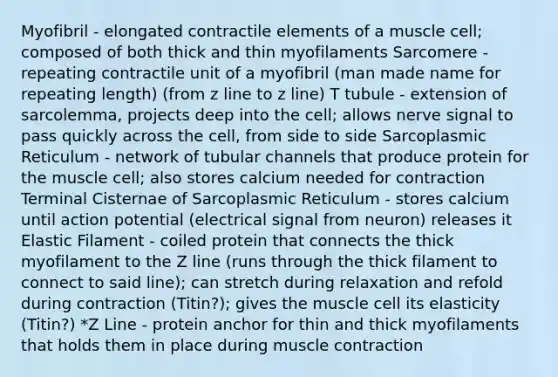 Myofibril - elongated contractile elements of a muscle cell; composed of both thick and thin myofilaments Sarcomere - repeating contractile unit of a myofibril (man made name for repeating length) (from z line to z line) T tubule - extension of sarcolemma, projects deep into the cell; allows nerve signal to pass quickly across the cell, from side to side Sarcoplasmic Reticulum - network of tubular channels that produce protein for the muscle cell; also stores calcium needed for contraction Terminal Cisternae of Sarcoplasmic Reticulum - stores calcium until action potential (electrical signal from neuron) releases it Elastic Filament - coiled protein that connects the thick myofilament to the Z line (runs through the thick filament to connect to said line); can stretch during relaxation and refold during contraction (Titin?); gives the muscle cell its elasticity (Titin?) *Z Line - protein anchor for thin and thick myofilaments that holds them in place during muscle contraction