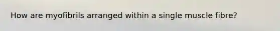 How are myofibrils arranged within a single muscle fibre?