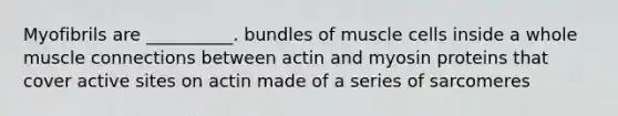 Myofibrils are __________. bundles of muscle cells inside a whole muscle connections between actin and myosin proteins that cover active sites on actin made of a series of sarcomeres