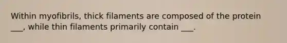 Within myofibrils, thick filaments are composed of the protein ___, while thin filaments primarily contain ___.