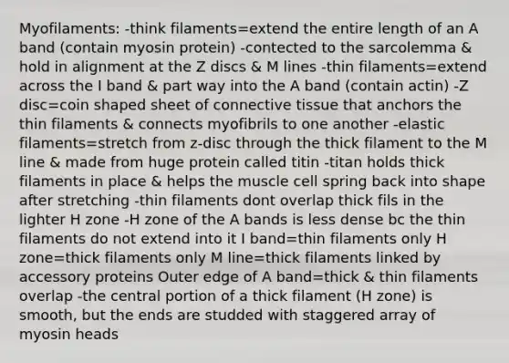 Myofilaments: -think filaments=extend the entire length of an A band (contain myosin protein) -contected to the sarcolemma & hold in alignment at the Z discs & M lines -thin filaments=extend across the I band & part way into the A band (contain actin) -Z disc=coin shaped sheet of connective tissue that anchors the thin filaments & connects myofibrils to one another -elastic filaments=stretch from z-disc through the thick filament to the M line & made from huge protein called titin -titan holds thick filaments in place & helps the muscle cell spring back into shape after stretching -thin filaments dont overlap thick fils in the lighter H zone -H zone of the A bands is less dense bc the thin filaments do not extend into it I band=thin filaments only H zone=thick filaments only M line=thick filaments linked by accessory proteins Outer edge of A band=thick & thin filaments overlap -the central portion of a thick filament (H zone) is smooth, but the ends are studded with staggered array of myosin heads