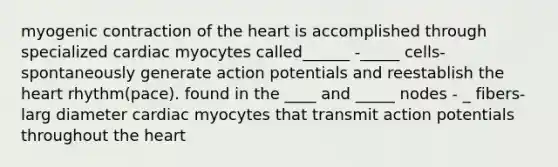 myogenic contraction of the heart is accomplished through specialized cardiac myocytes called______ -_____ cells- spontaneously generate action potentials and reestablish the heart rhythm(pace). found in the ____ and _____ nodes - _ fibers- larg diameter cardiac myocytes that transmit action potentials throughout the heart