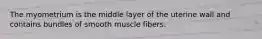 The myometrium is the middle layer of the uterine wall and contains bundles of smooth muscle fibers.