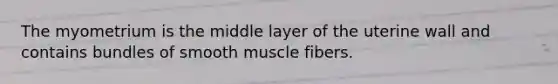 The myometrium is the middle layer of the uterine wall and contains bundles of smooth muscle fibers.