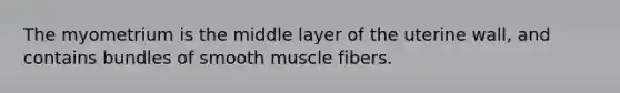 The myometrium is the middle layer of the uterine wall, and contains bundles of smooth muscle fibers.