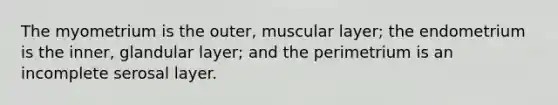 The myometrium is the outer, muscular layer; the endometrium is the inner, glandular layer; and the perimetrium is an incomplete serosal layer.